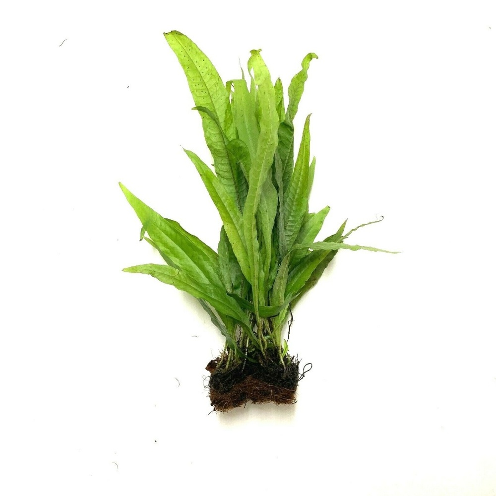 1 Java Fern 1/2 Mat Microsorum Pteropus Aquarium